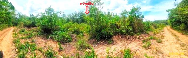 รูป สวนเกษตร 1539 ตร.วา แม่ลาน ปัตตานี 1.4M - รูปที่ 7/23