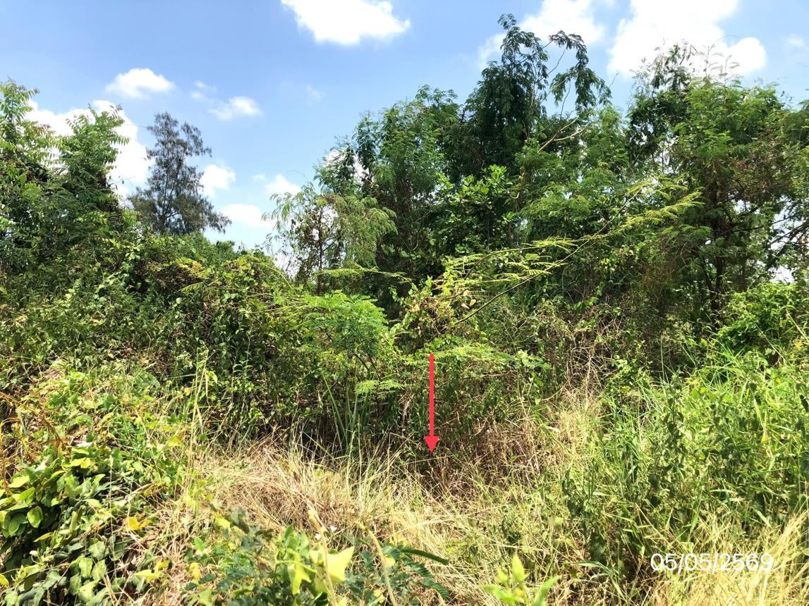 picture LAND 1271.2 Sq.w. Sawankhalok Sukhothai for 4.2M - 17/21