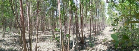 picture PROPERTY 21178 Sq.w. Watthana Nakhon Srakaeo for 81.5M - 12/20