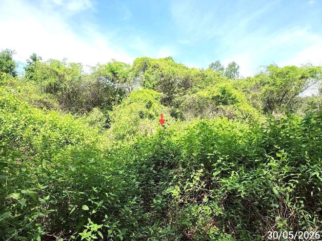 picture LAND 1753 Sq.w. Chiang Yun Maha Sarakham for 14.7M - 4/21