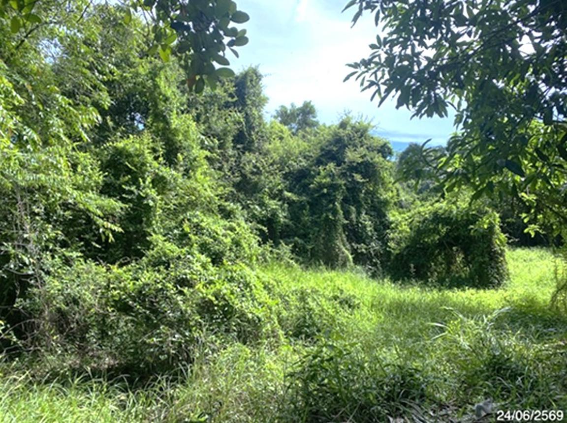 picture LAND 727.8 Sq.w. Rattaphum Songkhla for 8M - 12/21