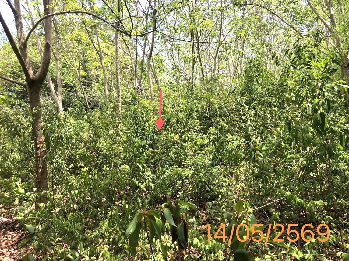 รูป ที่ดินว่างเปล่า 4370 ตร.วา คลองท่อม กระบี่ 35.8M - รูปที่ 15/21