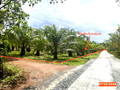ที่ดิน นครศรีธรรมราช : ที่ดินว่างเปล่า 4886 ตร.วา ทุ่งสง นครศรีธรรมราช 3.2M