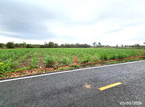 picture LAND 5154 Sq.w. Phon Thong Roi Et for 3.9M - 16/19