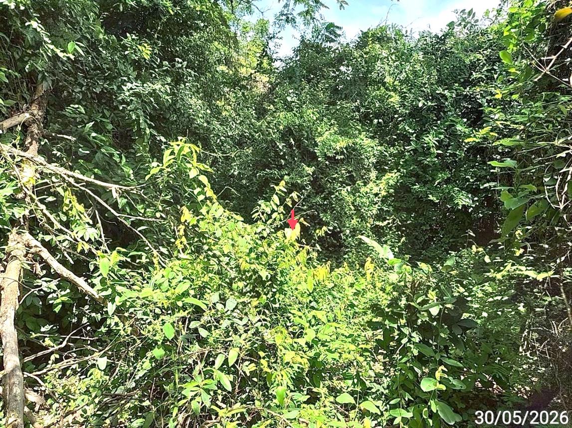 picture LAND 1753 Sq.w. Chiang Yun Maha Sarakham for 14.7M - 13/21