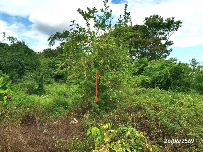 picture LAND 349.3 Sq.w. Dok Kham Tai Phayao for 1.2M - 8/21