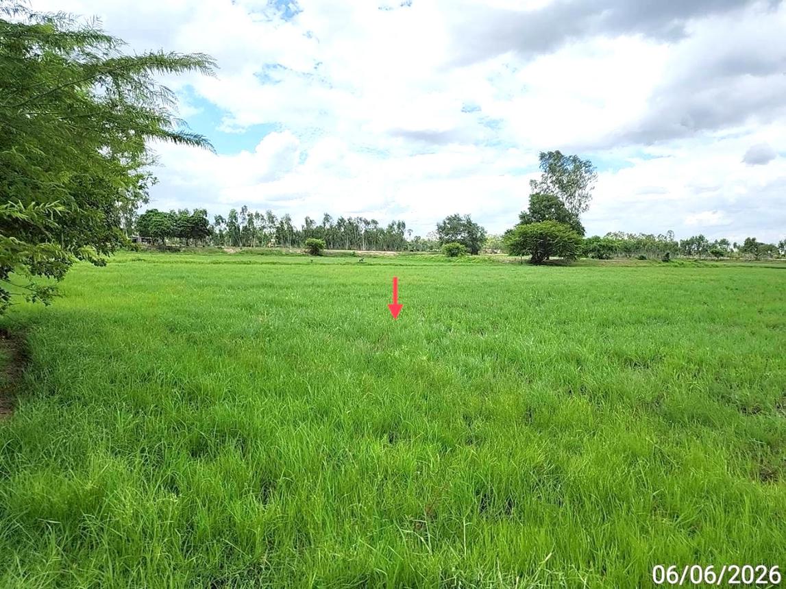 picture LAND 1235 Sq.w. Kaset Wisai Roi Et for 1.3M - 12/17