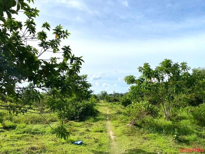รูป ที่ดินว่างเปล่า 12454 ตร.วา เขาชัยสน พัทลุง 7.8M - รูปที่ 7/25