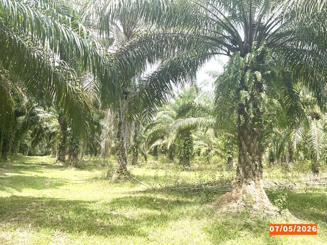 รูป ที่ดินว่างเปล่า 3169 ตร.วา ทุ่งสง นครศรีธรรมราช 1.8M - รูปที่ 4/15