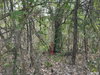 listing thumbnail image 13