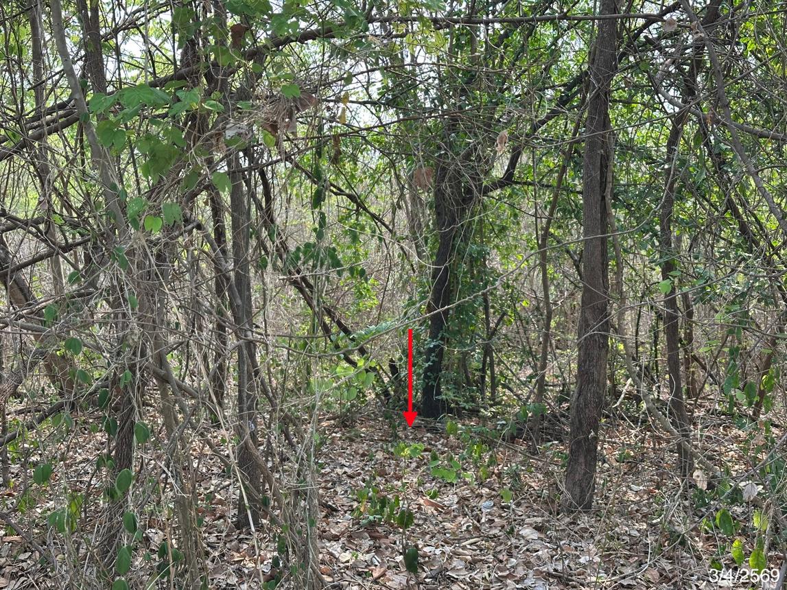 picture LAND 690 Sq.w. Muang Phetchabun Phetchabun for 714,000 - 14/21