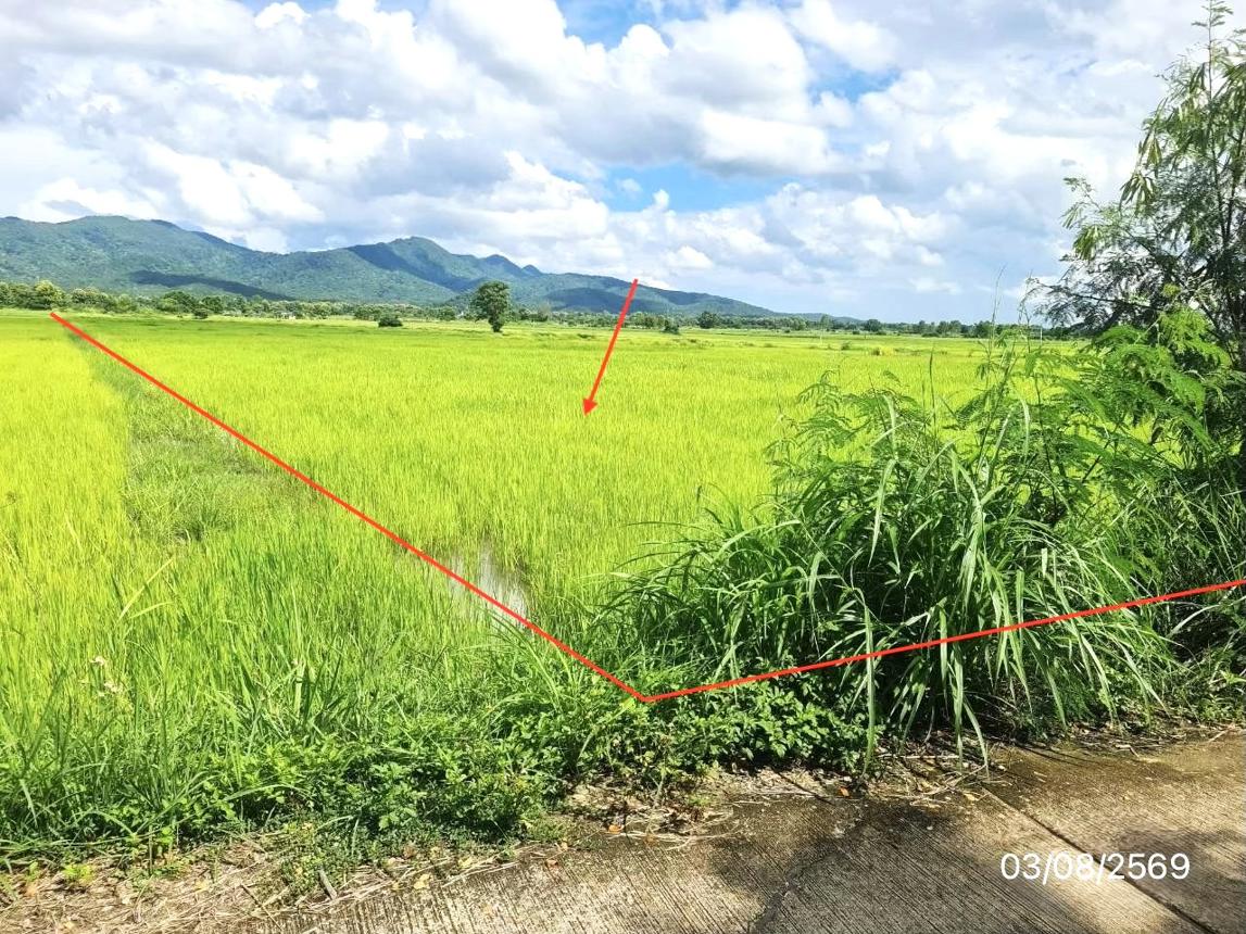 picture LAND 2203 Sq.w. Chun Phayao for 1.7M - 13/21