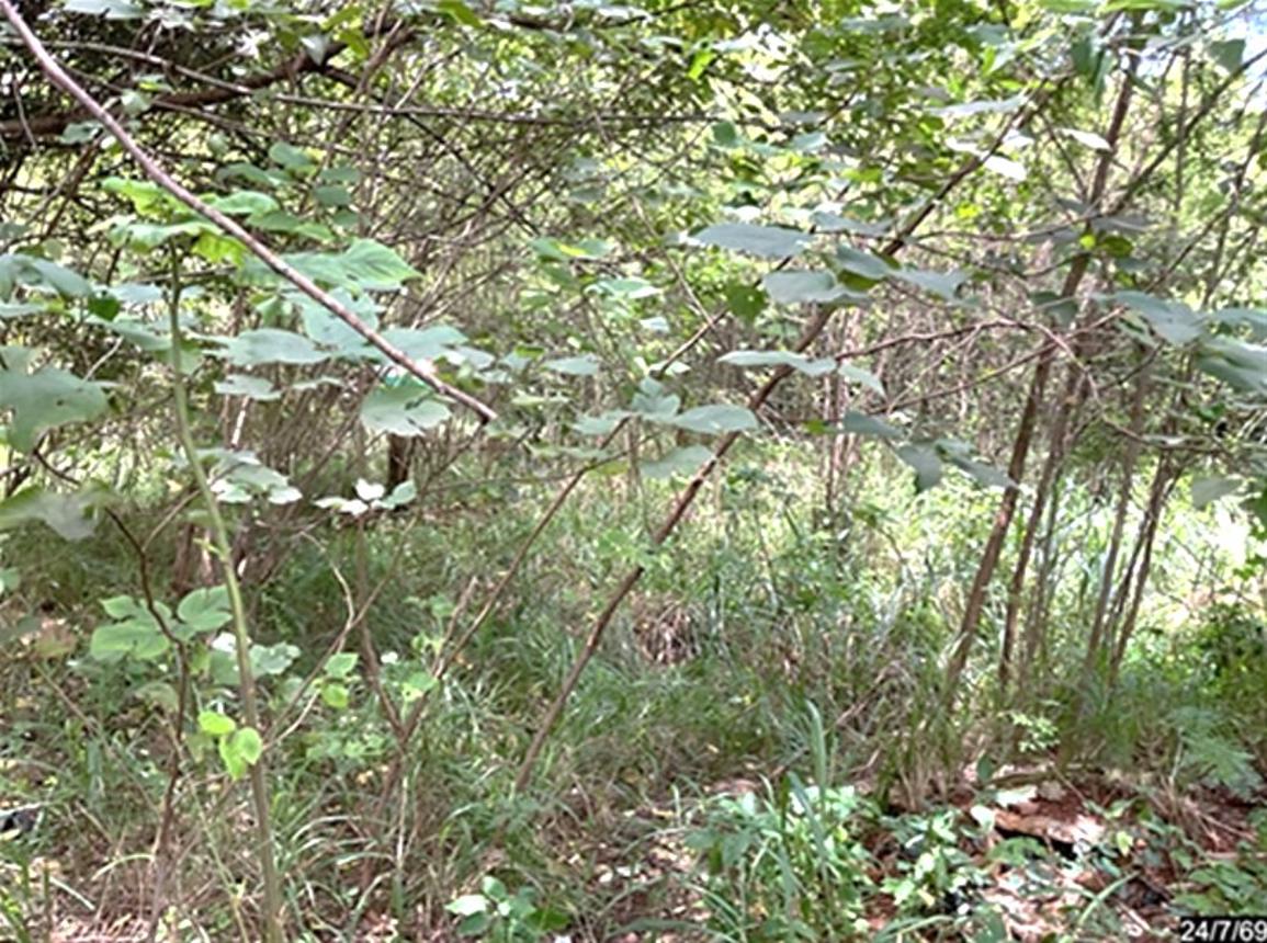 picture LAND 929 Sq.w. Pak Chong Nakhon Ratchasima for 4.4M - 15/19