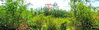 listing thumbnail image 13