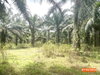 listing thumbnail image 10