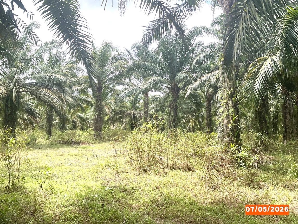 รูป ที่ดินว่างเปล่า 3169 ตร.วา ทุ่งสง นครศรีธรรมราช 1.8M - รูปที่ 11/15