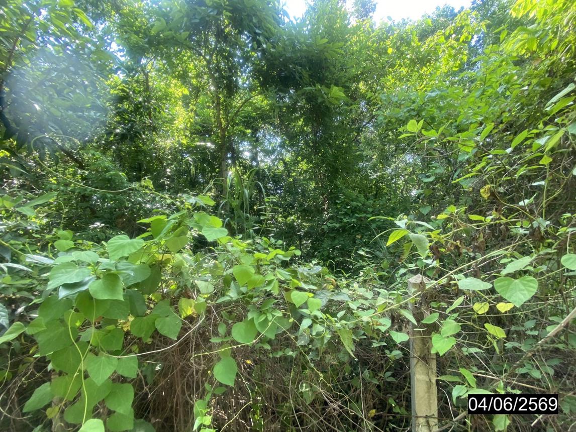 รูป ที่ดินว่างเปล่า 12418 ตร.วา เมืองบึงกาฬ บึงกาฬ 11M - รูปที่ 15/19