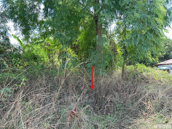picture LAND 300 Sq.w. Taphan Hin Phichit for 980,000 - 8/21