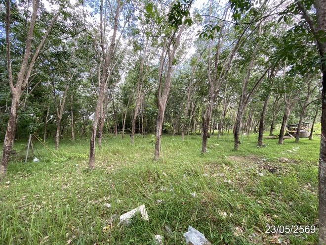 picture HOME 6467.9 Sq.w. Thepha Songkhla for 4.6M - 13/35