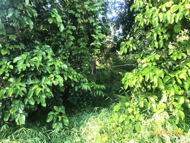 รูป ที่ดินว่างเปล่า 321.8 ตร.วา บ้านนาเดิม สุราษฎร์ธานี 547,000 - รูปที่ 10/25