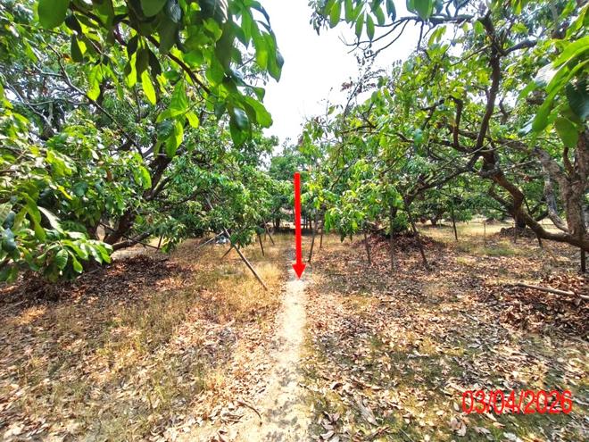 รูป ที่ดินว่างเปล่า 1038 ตร.วา เวียงหนองล่อง ลำพูน 1.2M - รูปที่ 7/17