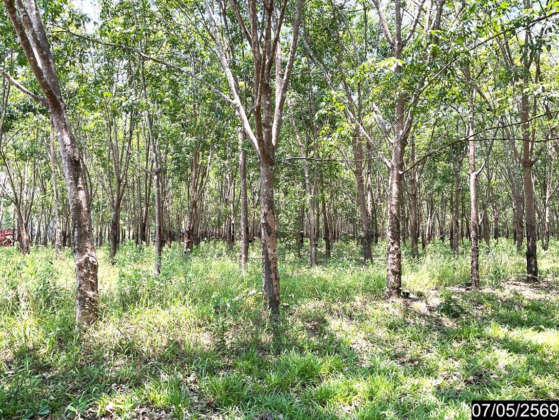 รูป ที่ดินว่างเปล่า 8400 ตร.วา ศรีวิไล บึงกาฬ 2.2M - รูปที่ 19/25