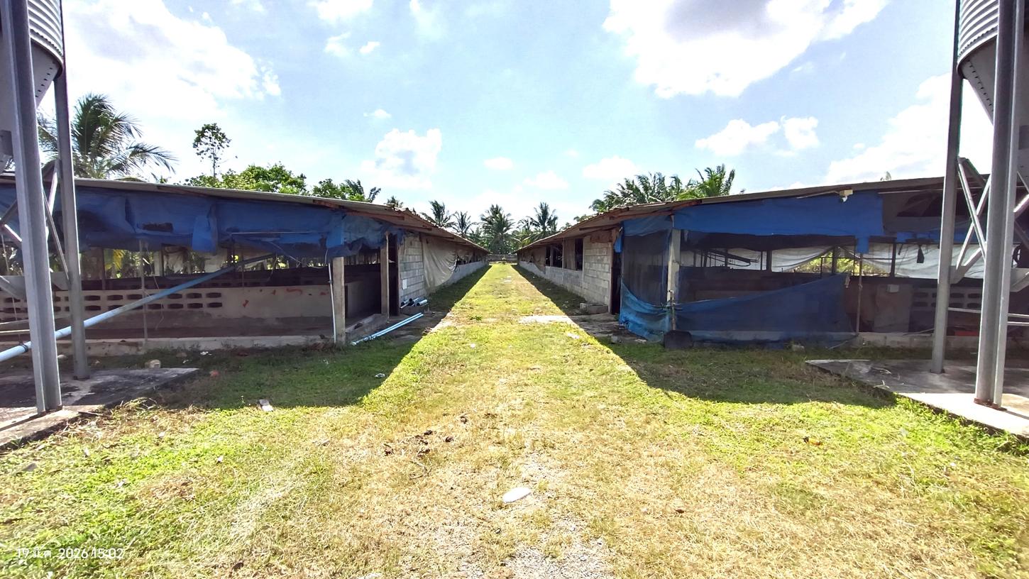 รูป ฟาร์ม 1603 ตร.วา เมืองพัทลุง พัทลุง 5.7M - รูปที่ 25/43