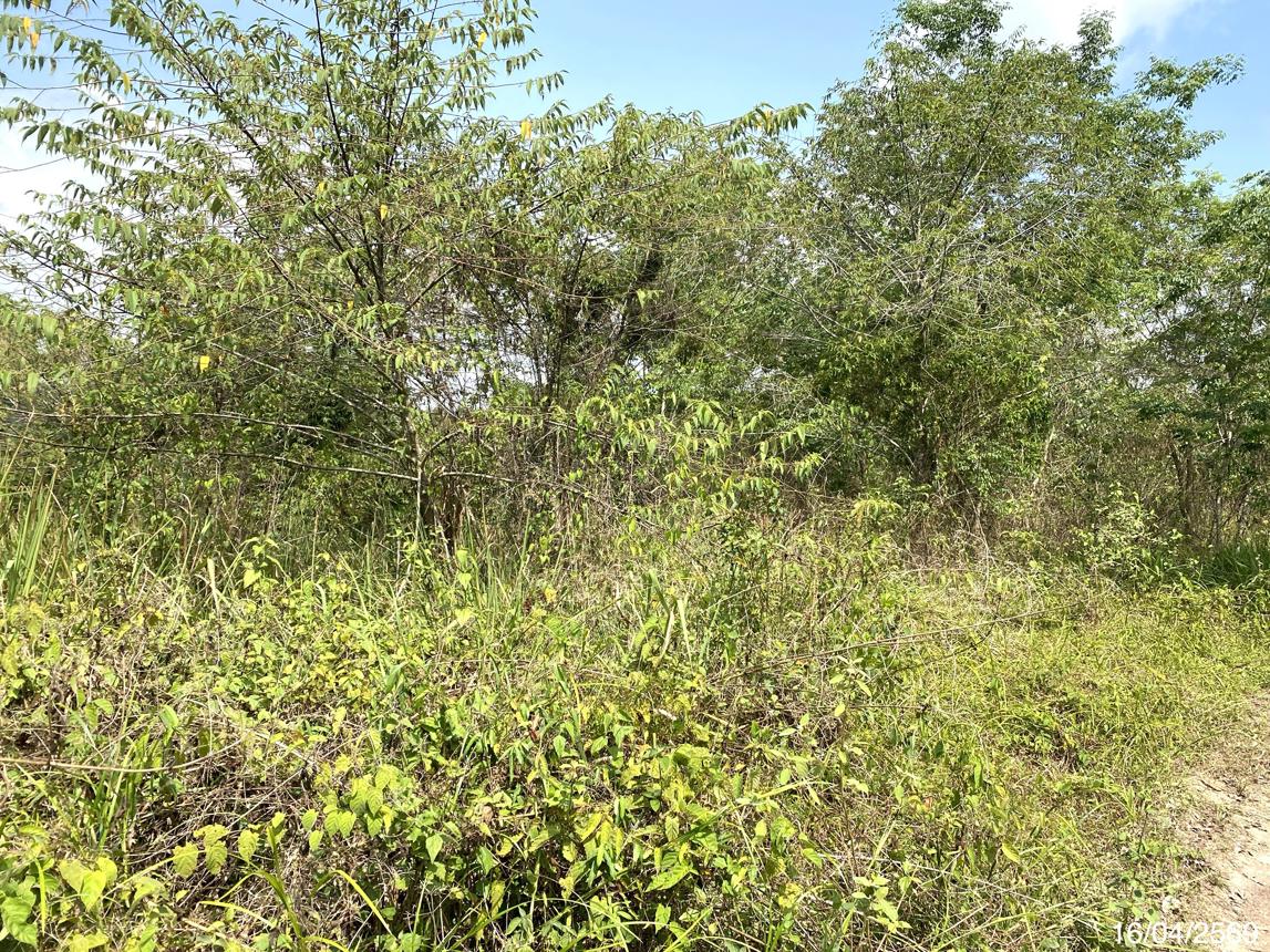 picture LAND 5417 Sq.w. Na Thawi Songkhla for 4.1M - 10/15