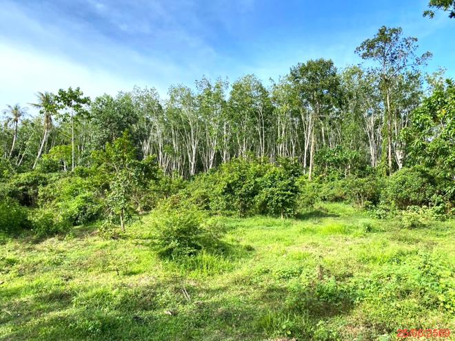 รูป ที่ดินว่างเปล่า 12454 ตร.วา เขาชัยสน พัทลุง 7.8M - รูปที่ 6/25