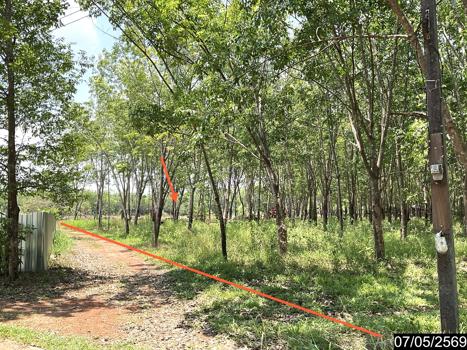 รูป ที่ดินว่างเปล่า 8400 ตร.วา ศรีวิไล บึงกาฬ 2.2M - รูปที่ 22/25