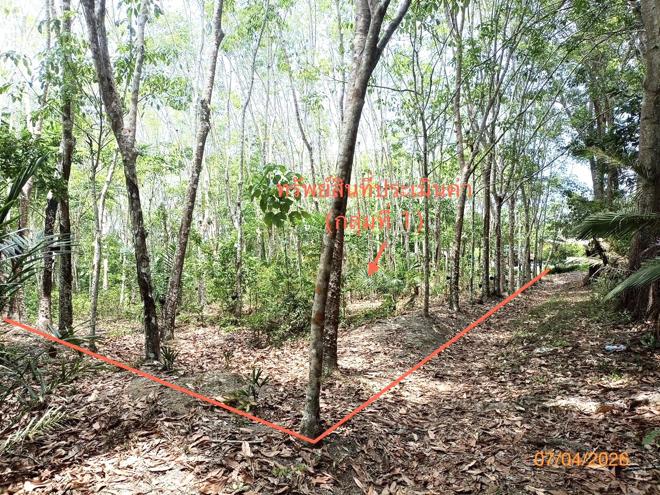 picture LAND 6005.3 Sq.w. Thung Song Nakhon Sri Thammarat for 6.3M - 6/25