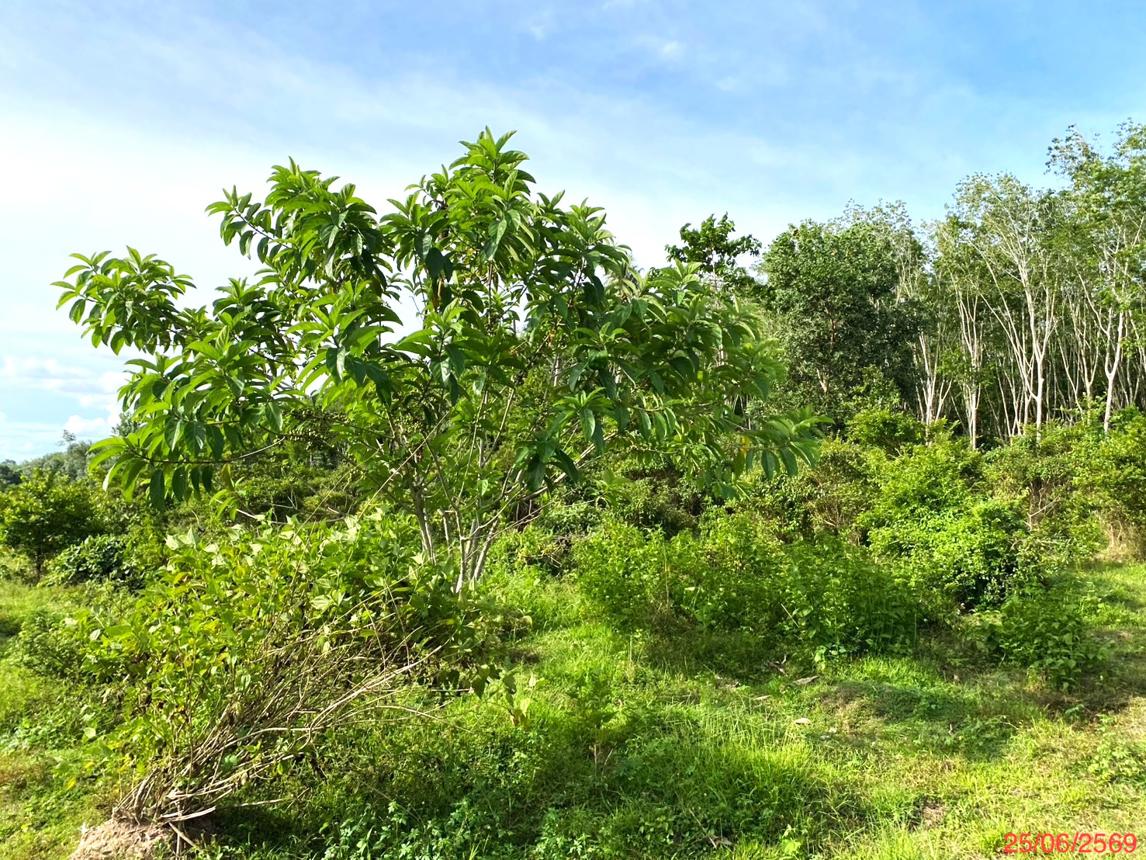 รูป ที่ดินว่างเปล่า 12454 ตร.วา เขาชัยสน พัทลุง 7.8M - รูปที่ 19/25