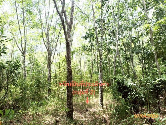 picture LAND 6005.3 Sq.w. Thung Song Nakhon Sri Thammarat for 6.3M - 10/25