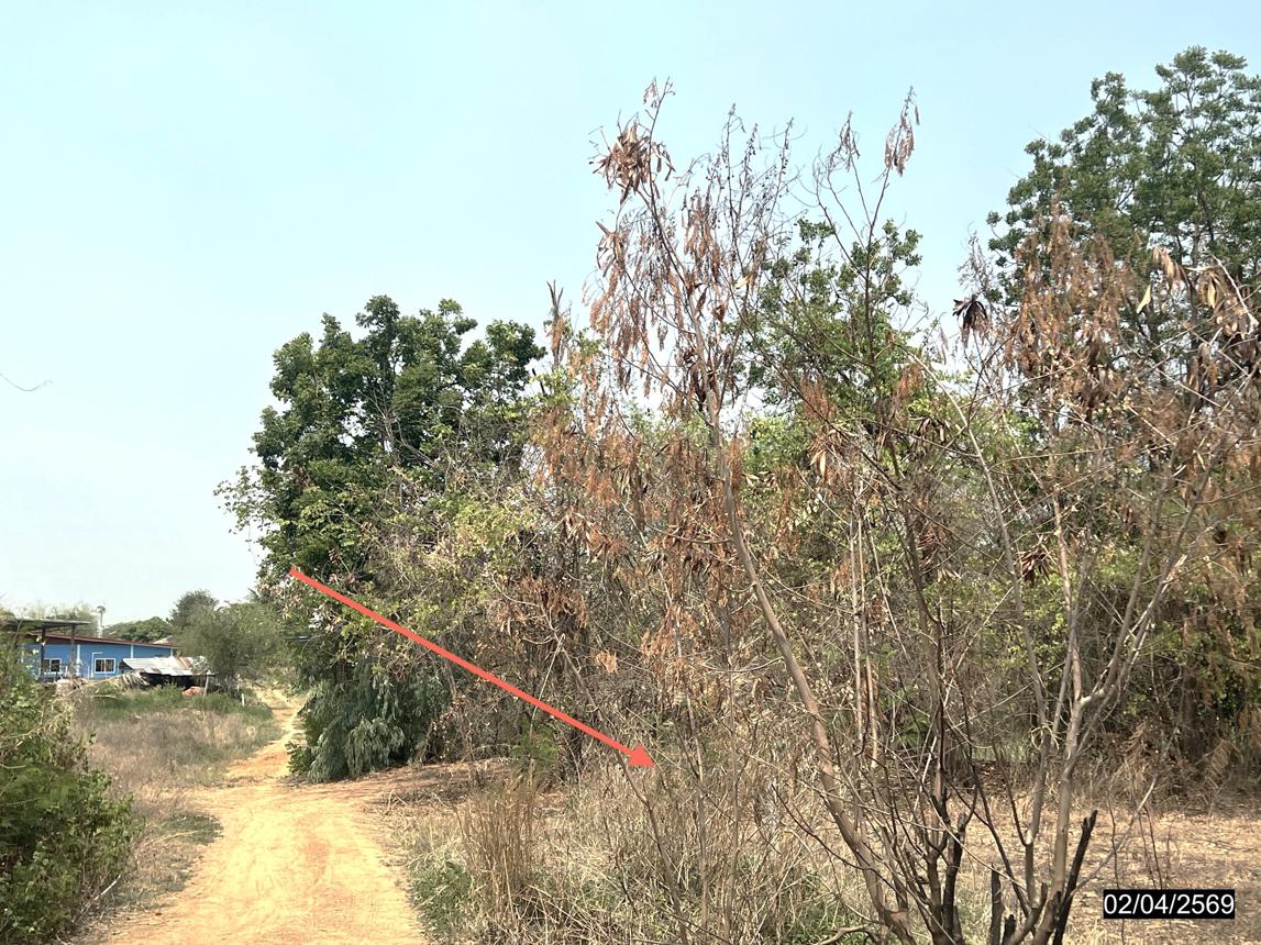 picture LAND 5419.4 Sq.w. Muang Chaiyaphum Chaiyaphum for 2.4M - 17/25