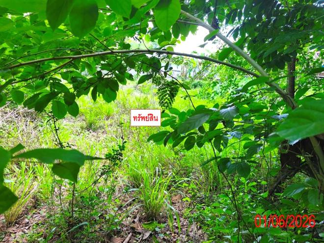 รูป ที่ดินว่างเปล่า 225 ตร.วา เถิน ลำปาง 199,000 - รูปที่ 5/15