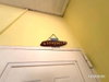 listing thumbnail image 26