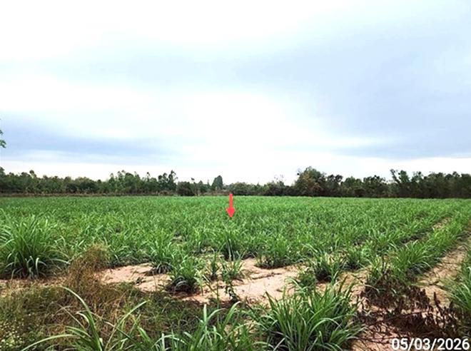 picture LAND 5154 Sq.w. Phon Thong Roi Et for 3.9M - 5/19