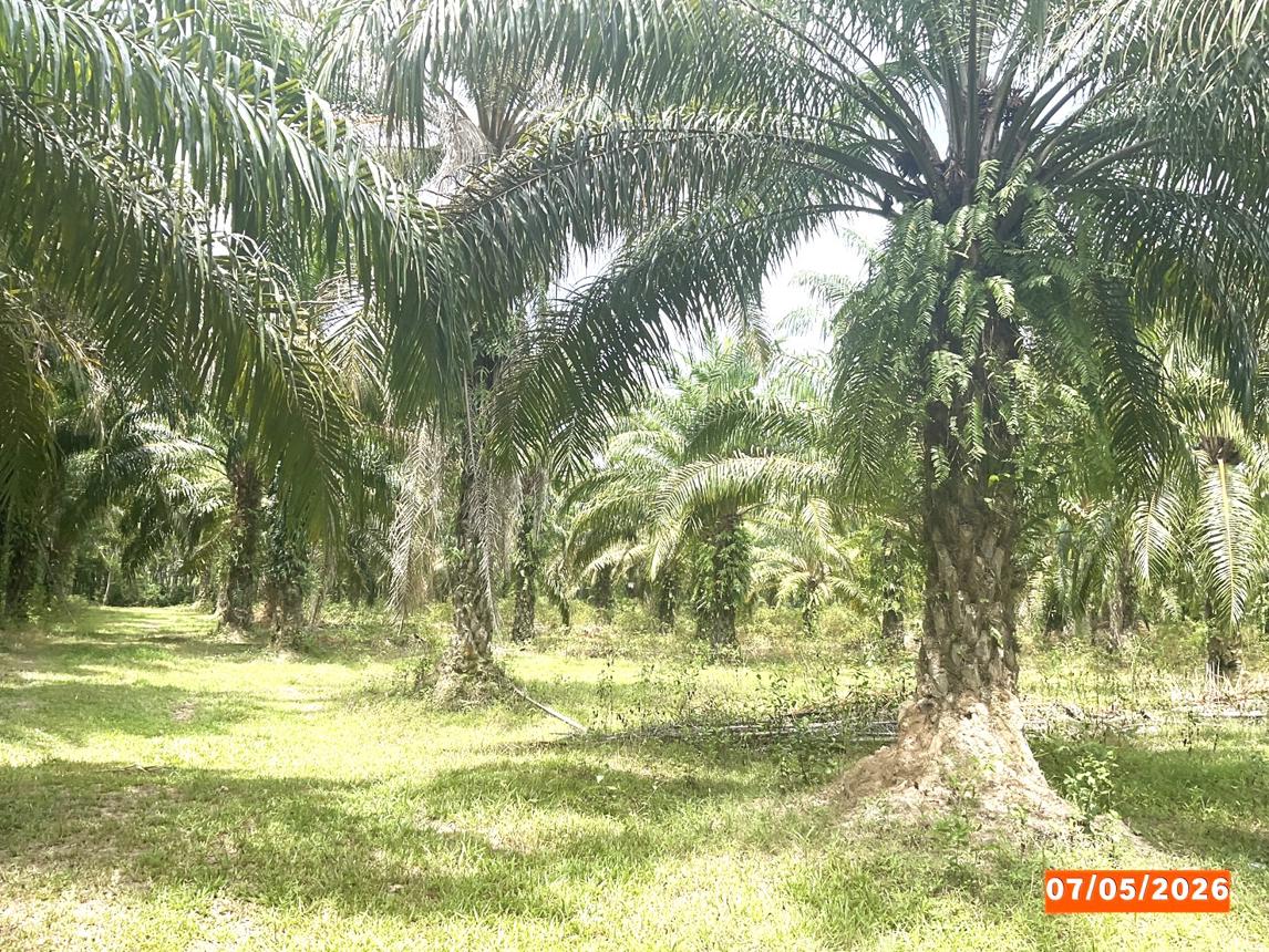 รูป ที่ดินว่างเปล่า 3169 ตร.วา ทุ่งสง นครศรีธรรมราช 1.8M - รูปที่ 9/15