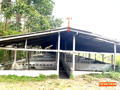 ที่ดิน นครศรีธรรมราช : ฟาร์ม 3649 ตร.วา เฉลิมพระเกียรติ นครศรีธรรมราช 8.1M