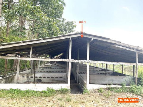 ฟาร์ม 3649 ตร.วา เฉลิมพระเกียรติ นครศรีธรรมราช 9.9M