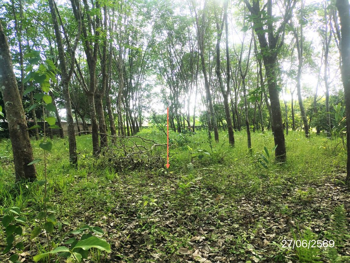 รูป ที่ดินว่างเปล่า 1070 ตร.วา ภูซาง พะเยา 2M - รูปที่ 16/23