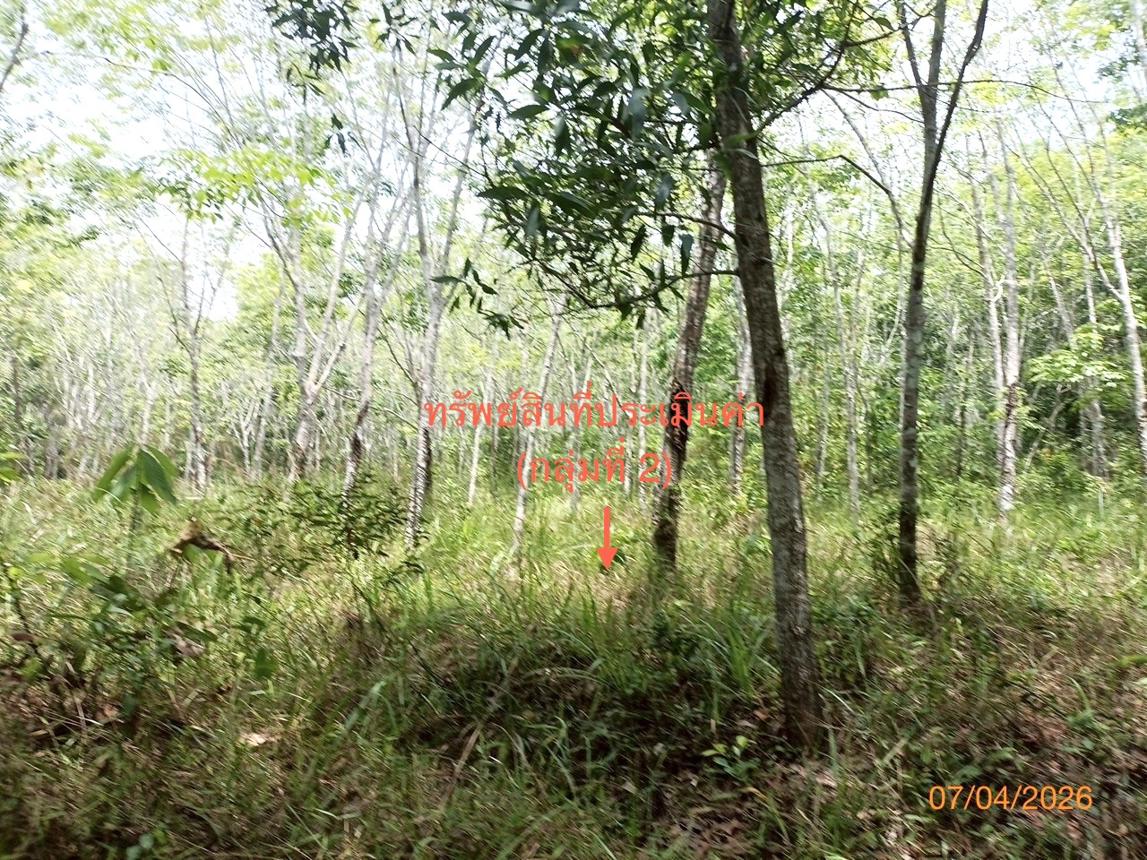 picture LAND 6005.3 Sq.w. Thung Song Nakhon Sri Thammarat for 6.3M - 21/25