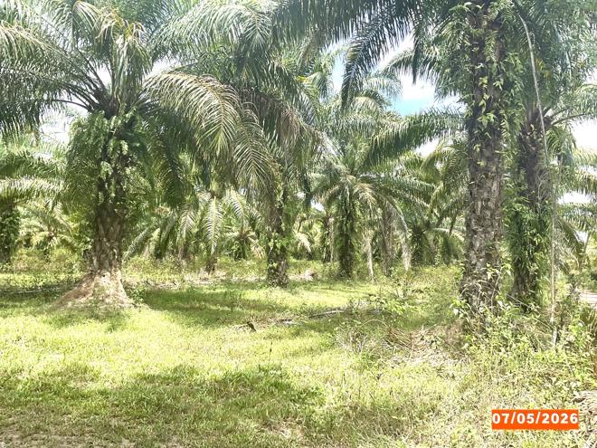 รูป ที่ดินว่างเปล่า 3169 ตร.วา ทุ่งสง นครศรีธรรมราช 1.8M - รูปที่ 2/15