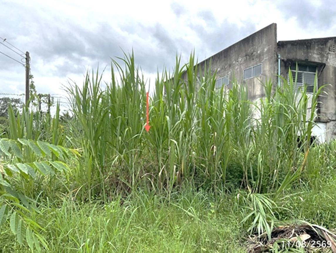 picture LAND 79 Sq.w. Senangkhanikhom Amnat Charoen for 569,000 - 15/19