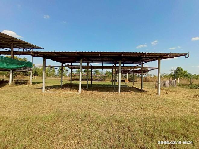 รูป โกดัง 12659 ตร.วา พยัคฆภูมิพิสัย มหาสารคาม 5.4M - รูปที่ 21/51