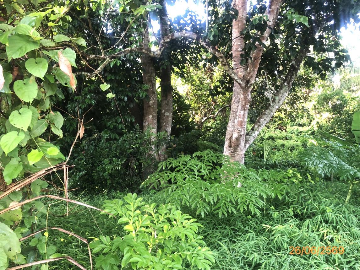 รูป ที่ดินว่างเปล่า 321.8 ตร.วา บ้านนาเดิม สุราษฎร์ธานี 547,000 - รูปที่ 18/25