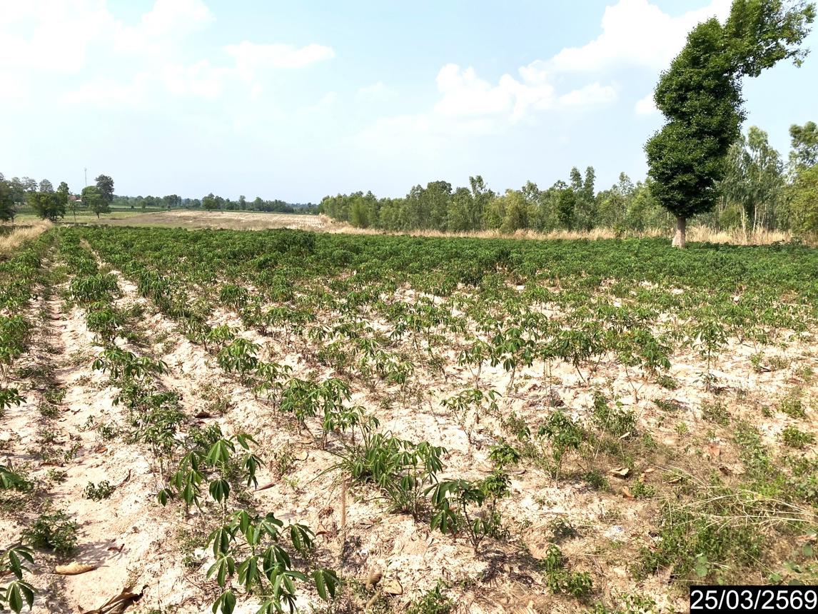 รูป ที่ดินว่างเปล่า 12300 ตร.วา หนองหาน อุดรธานี 3.1M - รูปที่ 14/25