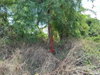 listing thumbnail image 13