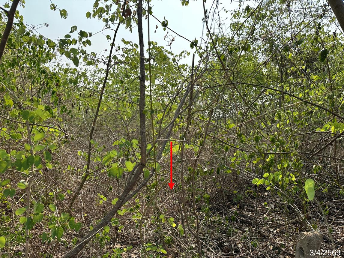 picture LAND 690 Sq.w. Muang Phetchabun Phetchabun for 714,000 - 13/21