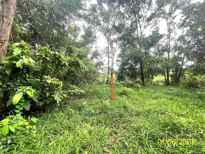 picture LAND 358.5 Sq.w. Hat Yai Songkhla for 2.1M - 7/25